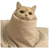 Anak kucing 9