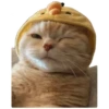 Anak kucing 10