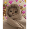Cats love 12
