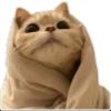 Anak kucing 11