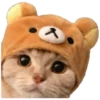 Anak kucing 12