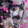 Cats love 13