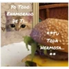 YO TODO ENAMORADO DE TI... **TU TODA HERMOSA... **