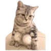 Anak kucing 13