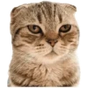 Anak kucing 14
