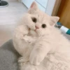 shishi cats 16