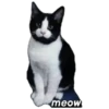 meow