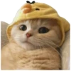 Anak kucing 18