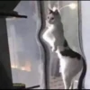 shishi cats 17