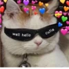 Cats love 14