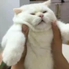 shishi cats 18