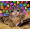 Cats love 15