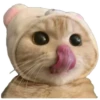 Anak kucing 19