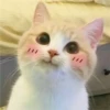 shishi cats 19