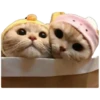 Anak kucing 21