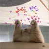 Cats love 16