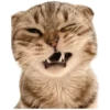 Anak kucing 22