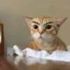 shishi cats 21