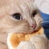 shishi cats 22