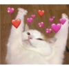 Cats love 19