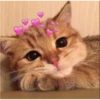 Cats love 20