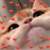 Cats love 21
