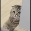 shishi cats 23