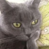 shishi cats 24