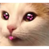 Cats love 22