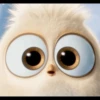 Angry birds 25
