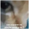 vas a querer mi pinche amor o no?