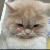 shishi cats 25