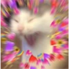 Cats love 23
