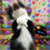 Cats love 25