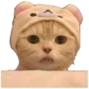 Anak kucing 26
