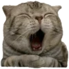 Anak kucing 27
