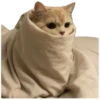 Anak kucing 28