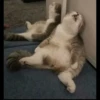 shishi cats 26