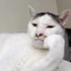 shishi cats 27