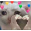 Cats love 26