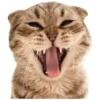 Anak kucing 29