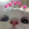 Cats love 28