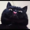 shishi cats 28