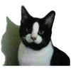 Anak kucing 30
