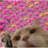 Cats love 29