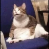 shishi cats 30