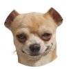 Stupid Dogs 5