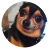Stupid Dogs 6