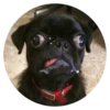 Stupid Dogs 8