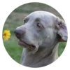 Stupid Dogs 10